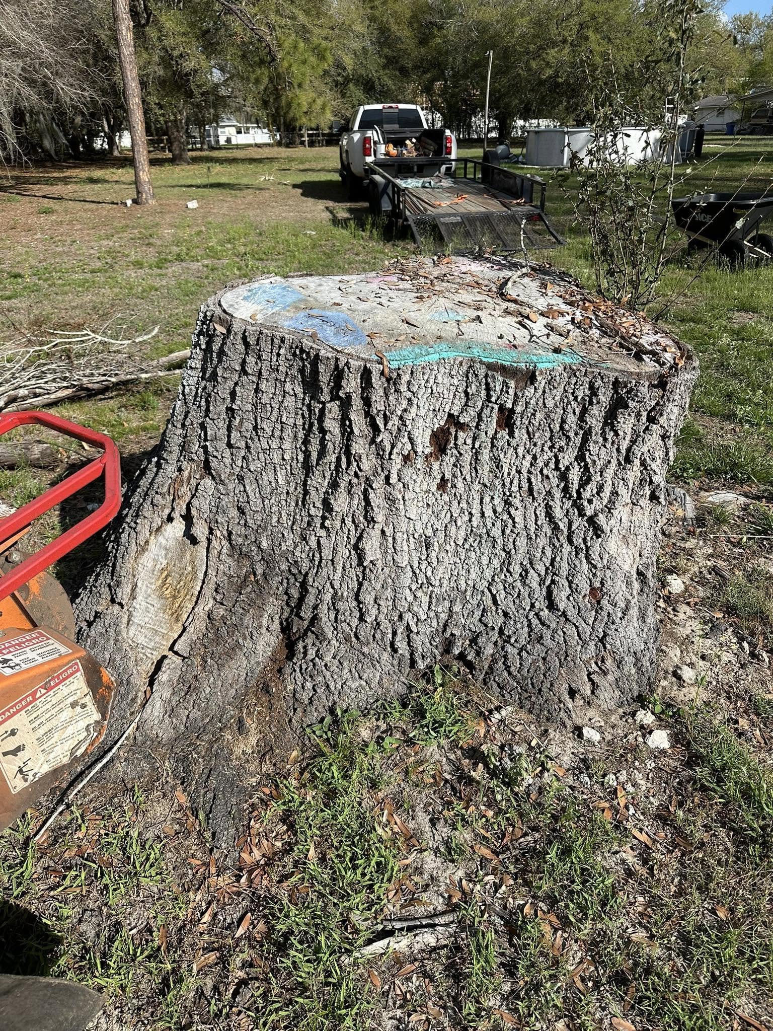 Large tree stump with grinding equipment ready alongside it.