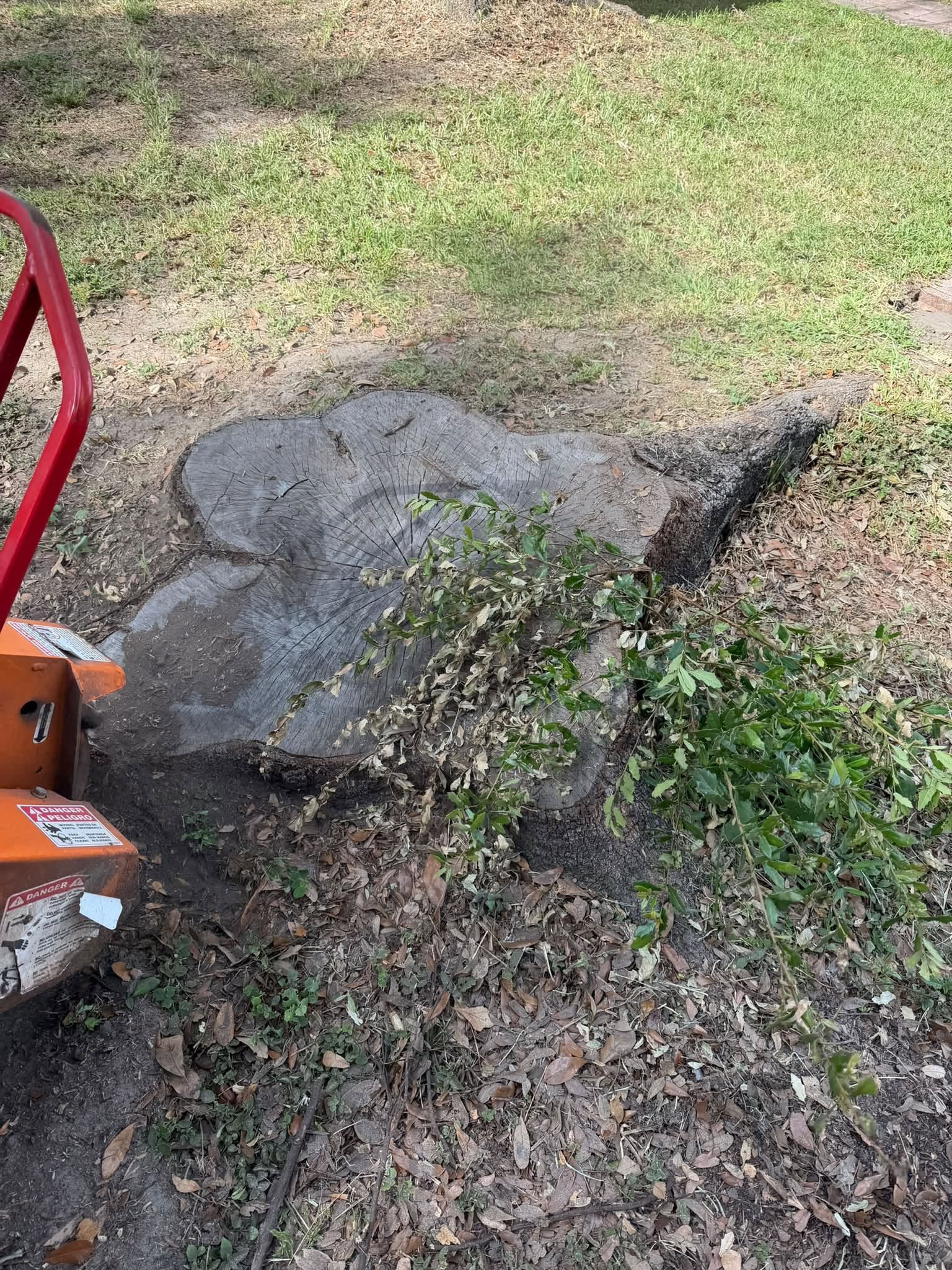 Broad tree stump with exposed roots and a stump grinder alongside it.