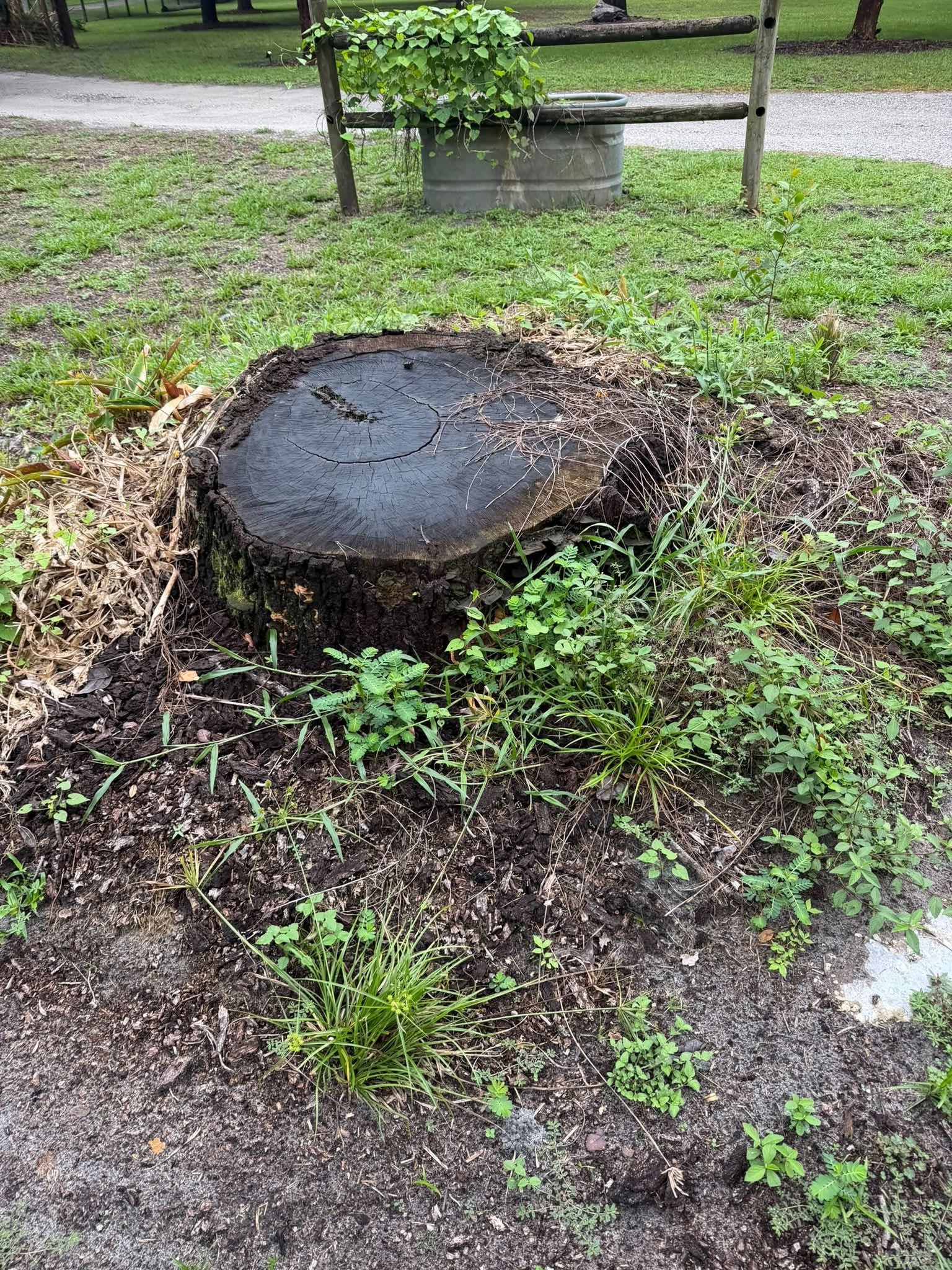 Wide tree stump surrounded by grass beside a wooden fence.
